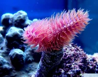 Protula Bispiralis