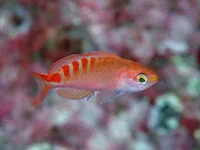 Pseudanthias lori