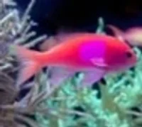 Pseudanthias Pleurotaenia (Female)