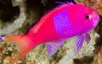 Pseudanthias Pleurotaenia (Male)