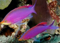 Pseudanthias Tuka Han