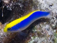 Pseudochromis Flavivertex