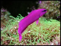 Pseudochromis Fridmani