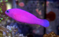 Pseudochromis porphyreus
