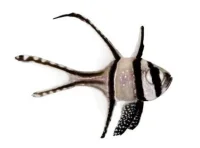 Pterapogon kauderni 3-5 cm