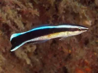 Pudsefisk (Labroides dimidiatus) 6-8 cm