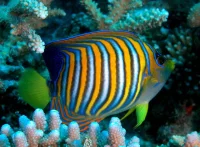 Pygoplites Diacanthus 8-12 cm
