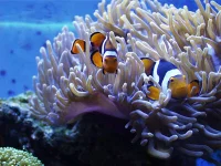 Radianthus Colored Anemone (Heteractis magnifica)