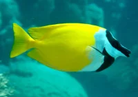 Rævefjæs (Siganus vulpinus) kirurgfisk