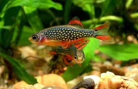 Rasbora galaxy (Celestichthys margaritatus)