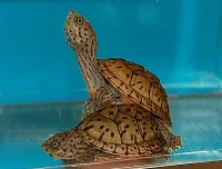 Razorback moskusskildpadde (stenotherus carinatus)