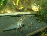 Red claw Shrimp (Macrobrachium dayanum)