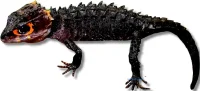 Red-Eyed Bush Crocodile Skink (Tribolonotus Gracilis)