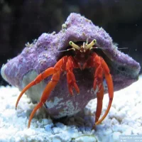 Red Leg eremitkrebs (paguristes cadenati)
