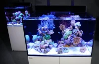 Red Sea Akvarium Max E-260 Hvid