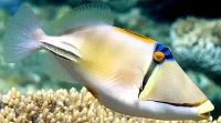 Rhinecanthus Assasi