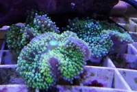 Ricordea Florida
