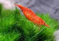 Rød Cherry Reje (Neocaridina davidi/denticulata)