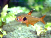 Rød Fantomtetra (Megalamphodus sweglesi)