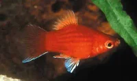 Rød koral platy (Xiphophorus maculatus)