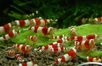 Rød Krystalreje (Caridina logemanni) Crystal Red