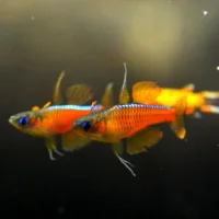 Rød Neon Regnbuefisk (Pseudomugil paskai)