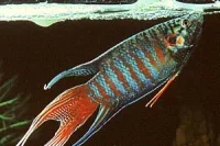 Rød Paradisfisk (Macropodus opercularis)