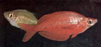 Rød regnbuefisk (Glossolepis incisus)