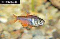 Rød Rio Tetra (Hyphessobrycon flammeus)