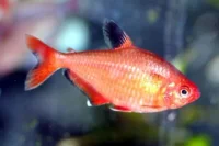 Rød Serpae (Hyphessobrycon callistus)