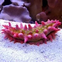 Rød Sø-agurk (Colochirus crassus)