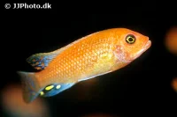 Rød Zebra Cichlide (Maylandia estherae) Unger