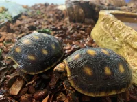 Rødfodet skovskildpadde cherry head (Chelonoidis carbonaria)