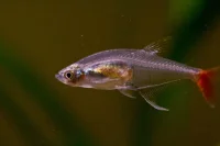 Rødhalet Glastetra (Prionobrama filigera)