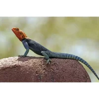 Rødhovedet klippeagame (Agama agama)