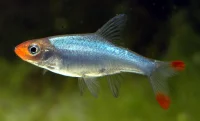 Rødmunds Rasbora (Sawbwa Resplendens)