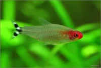 Rødnæse tetra (Hemigrammus rhodostomus)