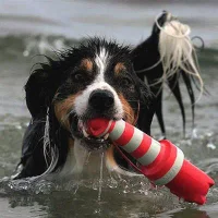 Rogz Lighthouse 25 cm Vandlegetøj - flydende vandlegetøj til hunde
