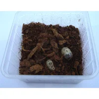 Rosenbille larver (Pachnoda sp) 5 stk