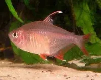 Rosentetra (Hyphessobrycon ornatus)