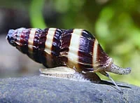 Rovsnegl (Anentome helena)