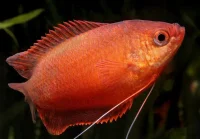Rubin gurami (Colisa labiosa)