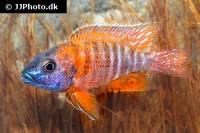 Rubin Påfugle Cichlide (Aulonocara Ruby Red)