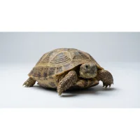 Russisk landskildpadde (Testudo horsfieldii) Voksen
