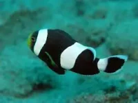 Saddel Klovnfisk (Amphiprion polymnus)