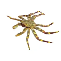 Sally Lightfoot krabbe 4-6 cm