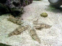 Sand søstjerne (Archaster typicus) 4-6 cm