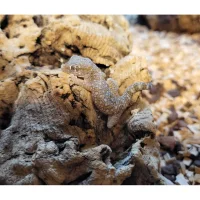 Sandgecko - Stenodactylus sthenodactylus