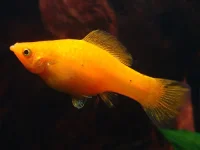 Sejlfinnemolly mix Golden Valiferum Molly (Poecilia Latipinna)