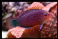seks stribet Gylte (Pseudocheilinus hexataenia)